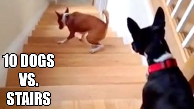 Some hilarious clips of dogs