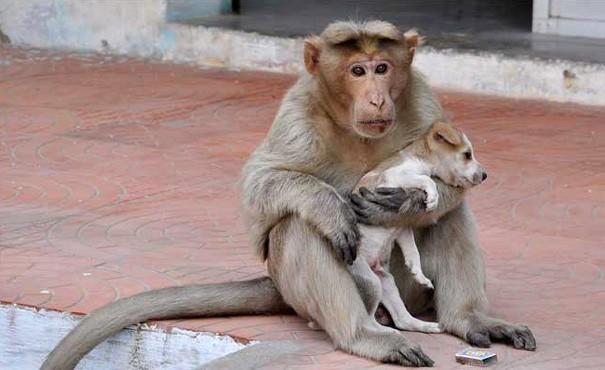  A monkey adopts a puppy