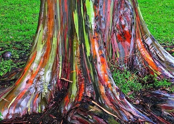 Everything about color in nature