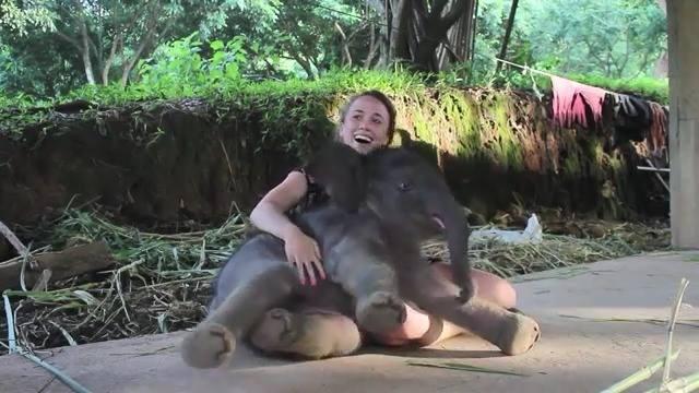 Caring, cuddling and working with elephants
