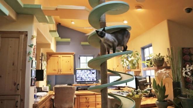 Cats love climbing