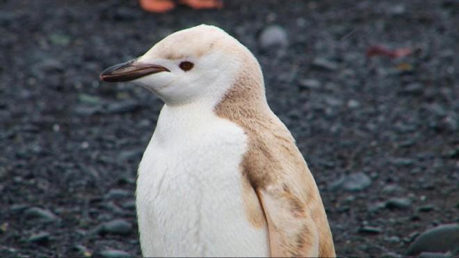 Rare sighting of a blonde penguin