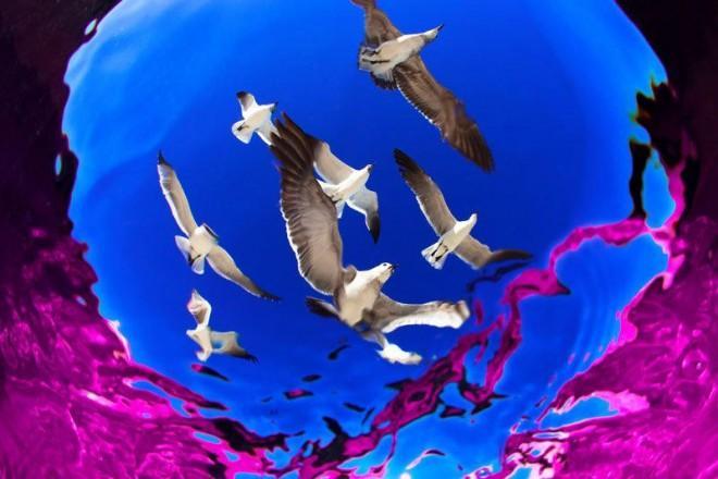 The life that lives in water