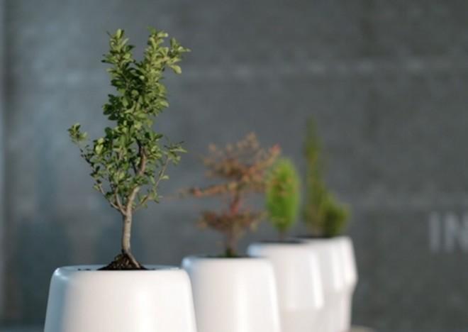 Turning your ashes into a living breathing tree