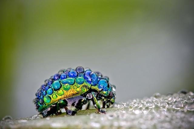 Insects in macro style