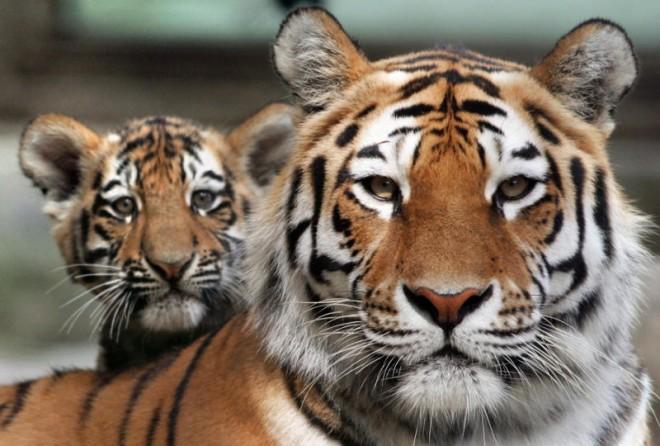 Rising tiger numbers