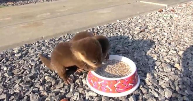 Your Daily Dose Of Cuteness