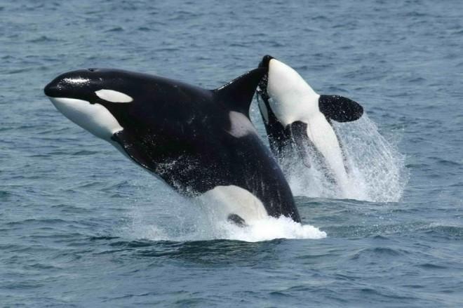 Gentle giants