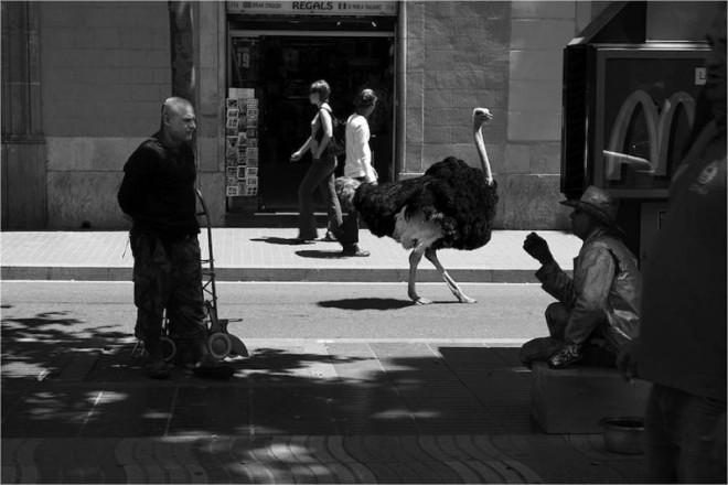 Photo project The Zoo