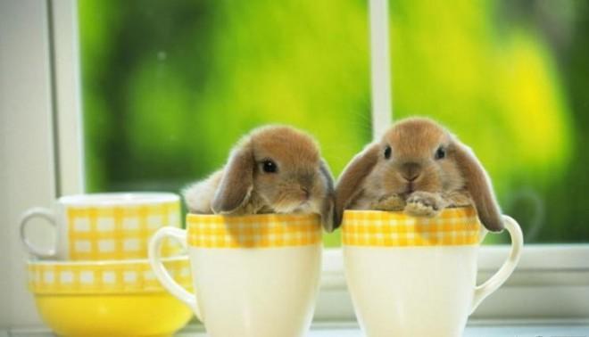 Look at these bunnies