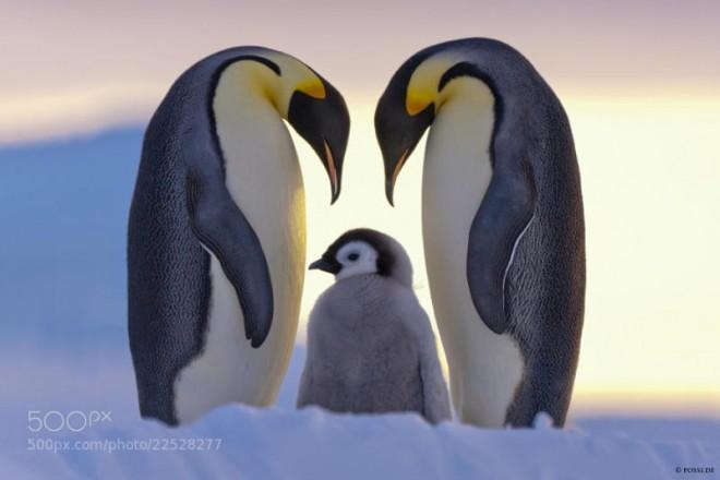 Penguins are such amazing