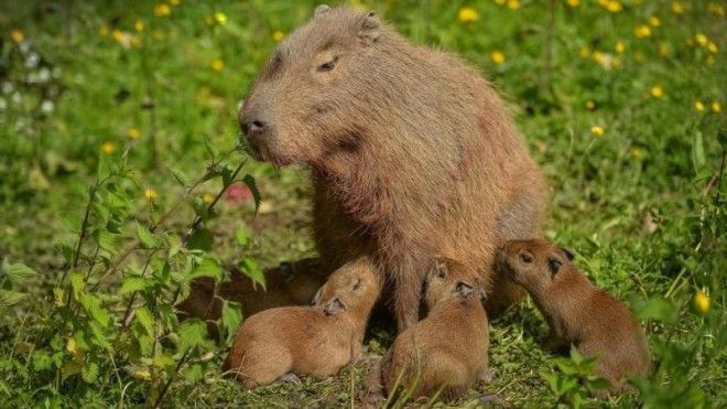 The furry rodents