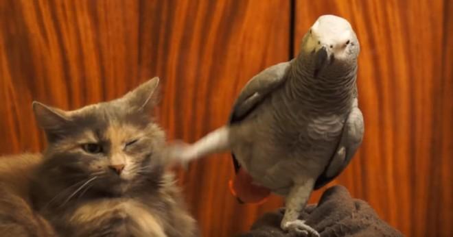 Parrots are herd creatures