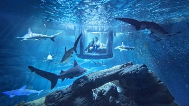 A night submerged in a shark tank