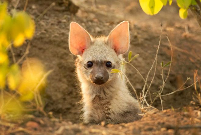 Ladies and gentlemen, meet the Aardwolf.