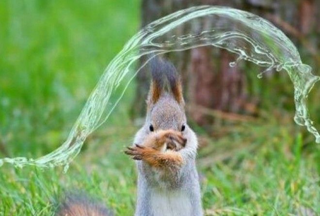 Animals are so funny when they look like people.