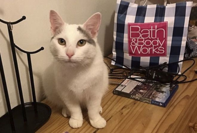 Can you find the white cat in the photo?