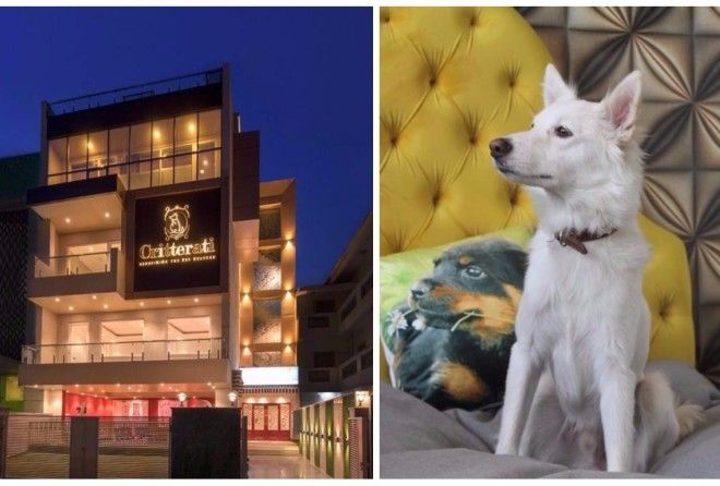 Welcome to India's firsthotel for dogs