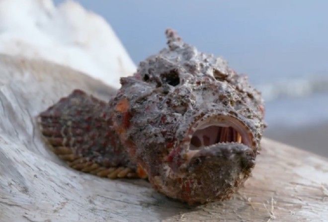 The world’s most dangerous fish might also be the most delicious you’ll ever taste.
