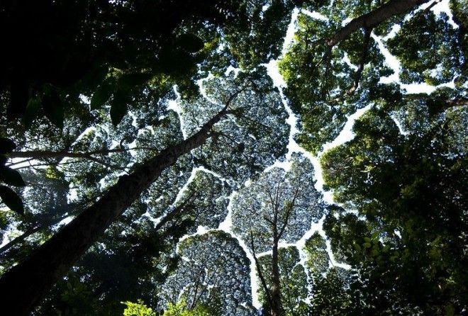 Sometimes trees can be a little too respectful of another tree's boundaries. 