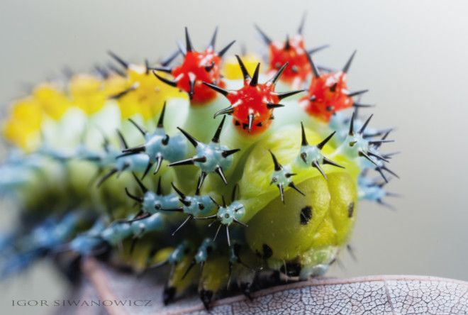 Photos of unique caterpillars in nature give new meaning to the word wild.