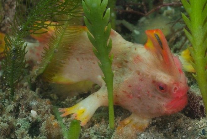 The red handfish is not a good swimmer, so it walks on the seabed.
