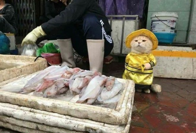 Would you buy a fish from this seller? ;-)