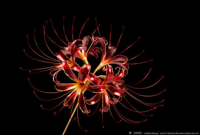 Decorative hair combs that showcase lifelike resin flowers.