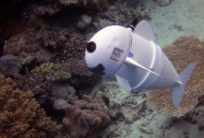 MIT engineers developed a first-of-its-kind soft bodied robot that can swim completely untethered like a real fish.