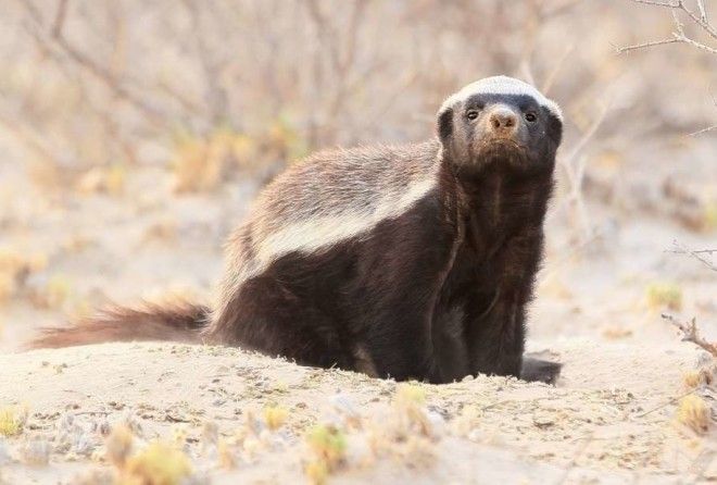  Is it true that honey badgers don't care?
