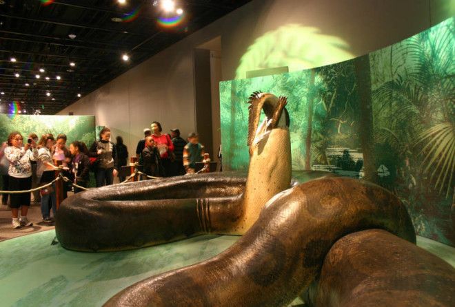 Titanoboa simply has no equal among modern snakes. Even the anaconda pales in comparison.
